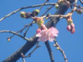 河津さくら開花始まる