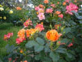ばら園へ、春のバラ園まつり前に・・・。家庭菜園へ・・・。庭のバラ