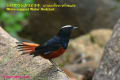 [24]White-capped Water Redstart10Jan2014-08a-s.jpg