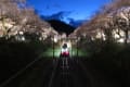 山北の夜桜列車