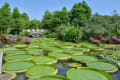 草津市立水生植物公園みずの森・8月6日