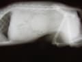 猫の子宮蓄膿症のレントゲン写真