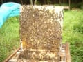 日本蜜蜂の巣枠