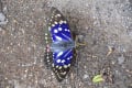日本の国蝶　「オオムラサキ」