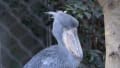 上野動物園のハシビロコウ