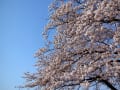 ＳＡＫＵＲＡ　さくら　サクラ　桜　櫻　