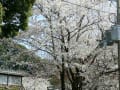 ねねの道の桜　２００７