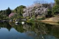 白鳥庭園の桜