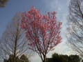 3.28 桜　舎人公園　舎人ライナー