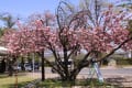 市民公園の桜