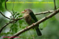 [36]Lineated Barbet-02a-s.jpg