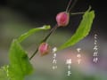 さくら・写真川柳集～秋の花たち　その２