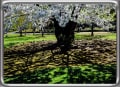 [15]15.小樽の桜、満開の日