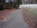 落ち葉の絨毯　carpet of the fallen leaves  三木山森林公園　