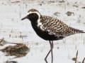 江戸川周辺の野鳥２（松戸市、流山市近辺）