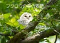 彩の国・・・フクロウの森の物語