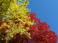 大井平公園の紅葉