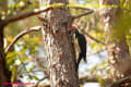 [60]White-bellied Woodpecker10Feb2014-01a-s.jpg