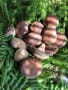 原木椎茸の春最初の収穫