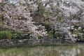 [8]鶴岡八幡宮・源氏池（４月８日）