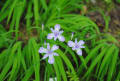 [23]箱根湿性花園