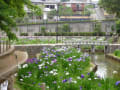 [2]20120601shobu05.jpg