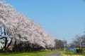 春～東大農場と小金井公園