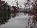 '15 彦根城の桜