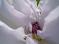 花　季節の花（庭の花とおじんでいのぉ花）どうでもいいカメラで撮った