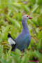 [24]Purple Swamphen12Sep2013-09a-s.jpg