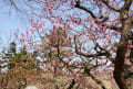 早春の京都