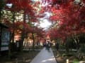 平林寺の紅葉