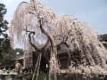 [25]氷室神社２