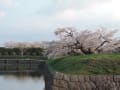 平成26年5月7日(水)五稜郭公園桜