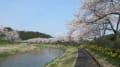 小野町の夏井川千本桜