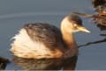 手賀沼のカイツブリ（鳰にお）　２種類