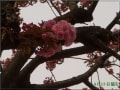 二日間の八重桜