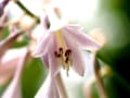 散歩中、草花のスナップ☆