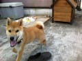 柴犬の仔犬 鉄の散歩