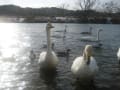 １月２日の大河原白鳥公園