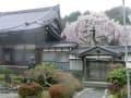 勝泉寺の枝垂れ桜