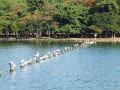 [5]1101-1509大濠公園杭の鳥たち1