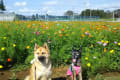 富田さとにわ耕園のコスモスと雑種犬鈴と風愛2019.9.25