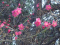 2013年　本門寺の桜と周辺のお寺の桜