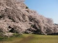 2011桜　～近所の公園