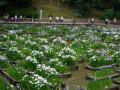 夜宮公園の花菖蒲祭り