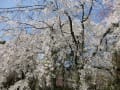 京都　桜だより　京都御苑