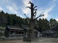 御神木の剪定（田原若宮八幡社）