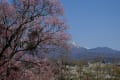 2016八ヶ岳南麓の桜