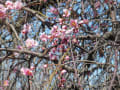 近場の散歩と家のミモザと花と青空